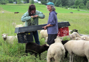 Kathy Voth and Kimberly Hagen teaching sheep to eat Bedstraw