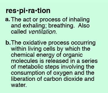 respiration definition