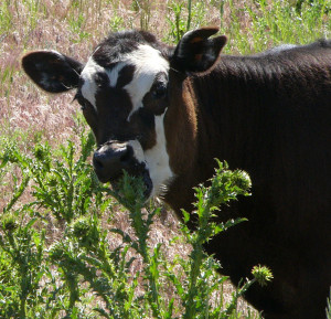 This calf is eating musk thistle, just like her mom taught her to do.