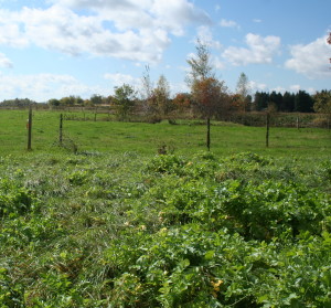Forage radishes growing in the pasture.