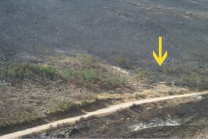 The area untouched by the fire is the goat firebreak. The yellow area points to the area cleared by hand crews just the week before the fire.