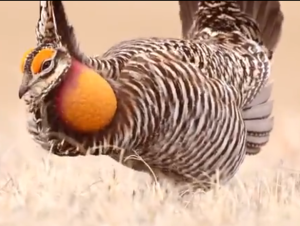 A male prairie chicken booming to attract a mate.  Photo from WWF video