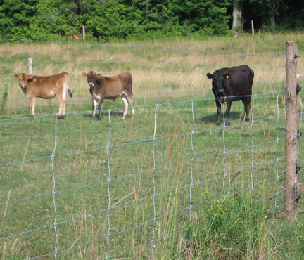 ELECTRIC FENCING FOR CATTLE - WELCOME - RUTLAND ELECTRIC