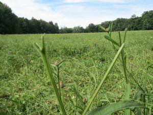 knapweed after grazing