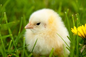 chick-in-grass-300x199