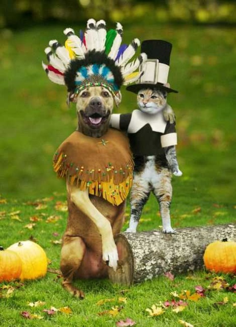 happy-thanksgiving-cat-dog