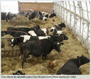 Cows Relax in Bedded Pack