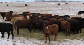 Bale grazing photo from the Department of Agriculture, Government of Saskatchewan