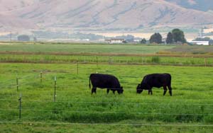 Cattle testing forages in pasture.  Photo courtesy of Utah State University's BEHAVE program