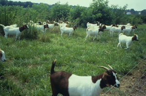 Goats prefer high quality browse like honeysuckle, briars and other weedy species and, over time, can completely eliminate them from pastures.