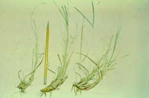 Photo showing carbohydrate-containing rhizomes of bahiagrass that provide energy for regrowth after grazing.
