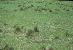A closely grazed bahiagrass pasture. Note that smutgrass has not been consumed by cattle and likely has a competitive advantage for light and water.