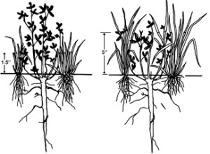 Diagram depicting effects of grazing pastures to 1.5 inch stubble height (left) versus 3 inch stubble height (right) on grass and clover regrowth. From Blaser et al., 1986, Virginia Polytechnic Institute. Bulletin 86-7.