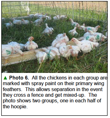 Chicks in feeding trial