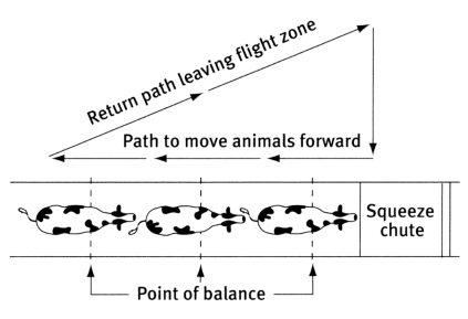 Diagram from Humane Livestock Handling, T. Grandin & M. Deesing. Used with permission of T. Grandin.