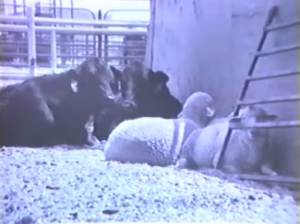 Here's a 1987 JER picture showing bonding in progress.  The sheep do not bond to an individual cow but to the species in general.  