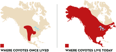 Losing animals to coyotes is no longer just a western problem.  These two maps from the National Wildlife Federation show how coyotes have expanded their range.  No matter where you live, even in urban areas, coyotes might be looking to snack on your small ruminant, or your cat or dog.