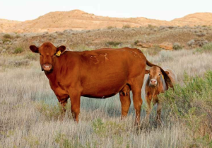 Cow and Calf Montana