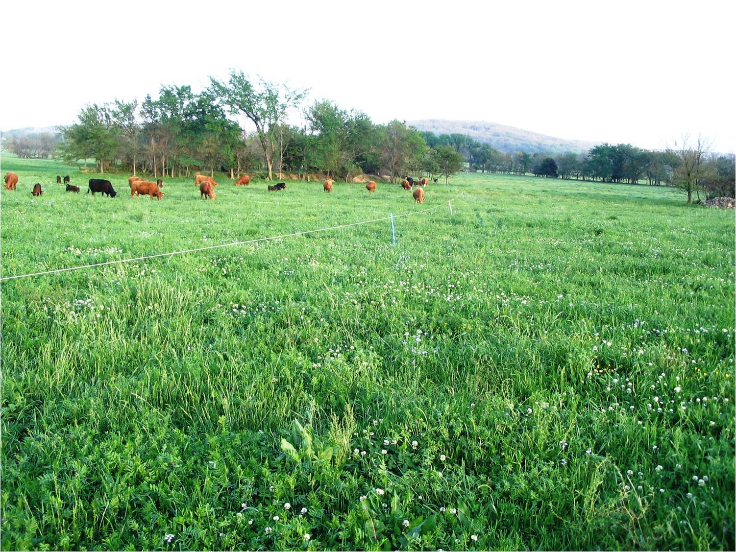 agriculture-technology-avenue-pasture-land-worldwide