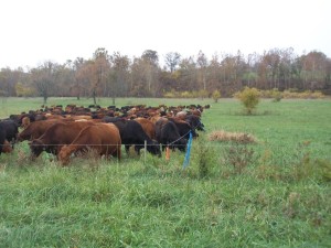 Flexible grazing with a portable fence inside a permanent fence.