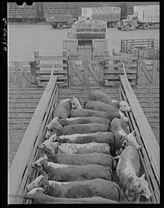 Here's an example of a group of cattle sorted to create a uniform load. Folks have been doing this for ages. This photo is from the Union Stockyards in Chicago, Illinois. Taken by John Vachon, July 1941 courtesy of Farm Security Administration/Office of War Information Collection, Library of Congress