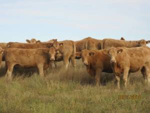 Charolais Red Angus cross cattle. Photo courtesy of rocksolidbredheifer.com