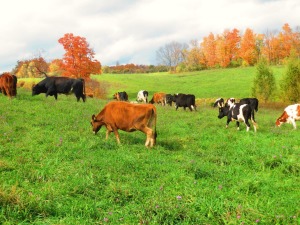 The herd returned from the pasture we rent at Wightman Farm on October 17, so the experiment has already begun.