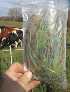 Here's what the forage sample looked like when I collected it.