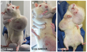 Rats with mammary tumors from Séralini study
