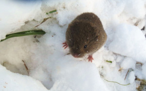 Mouse in Snow