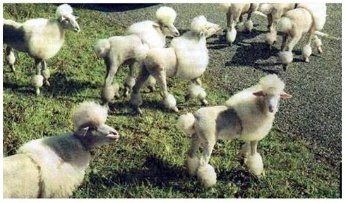 Poodle Sheep