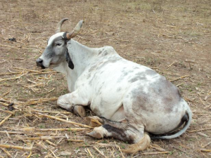 This is a Nicaraguan dairy cow.