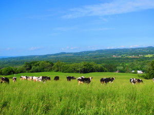 Tall grass grazing with dairy heifers overlooking the Mohawk Valley