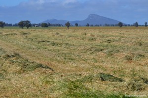 This is a picture of hay in a field in Australia showing that we ALL fear rain on our hay!