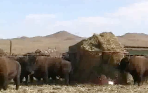 Bison in feedlot