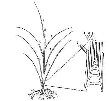 Figure 1: A vegetative grass tiller. Leaf 1 is oldest and leaf 8 is just being exerted. The enlarged area of the crown shows the apical meristem that produces the leaves.