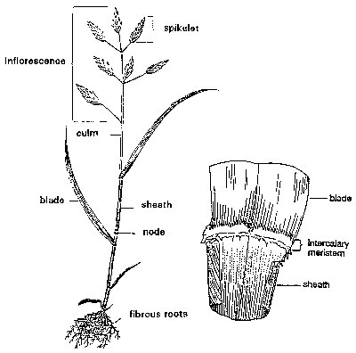 Figure 2: A reproductive grass tiller. This tiller has a stem (or culm) and seedhead that differs from the tiller in Figure 1. Intercalary meristematic tissue at the base of the leaf blade, near the ligule (insert), allows for leaf expansion.