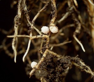 Symbiosis between rhizobia and legumes roots cause pinkish nodules. Rhizobia benefits from sugars exudated by roots. Plants absorb nitrogen captured and processed by rhizobia.