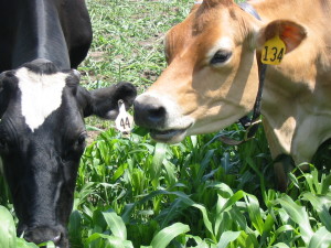 Cows grazing sorghum sudan.