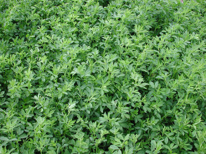 Alfalfa growing in a field. ARS scientists have developed an alfalfa seed coating that works against several soilborne plant pathogens.
