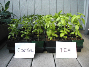 Compost tea does seem to provide benefits when used in gardening situations. Here is a comparison of basil plants with and without compost tea.