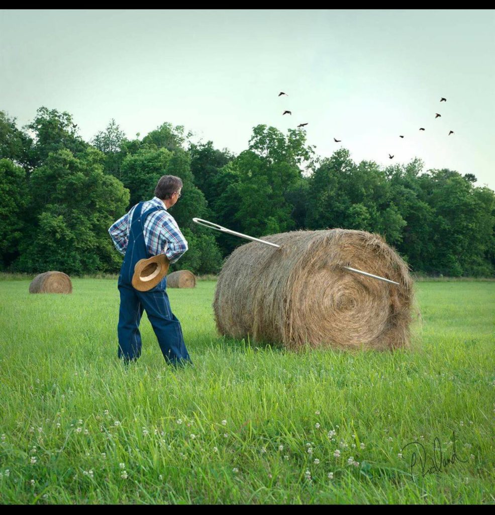 we-found-the-needle-in-the-haystack-on-pasture