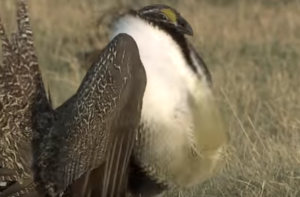 Sage grouse "booming" and dancing is part of their courting ritual, and they return to the same place year after year to meet and mate. Protecting their "leks" is critical to the bird's survival. (You can see a bit of this behavior in the video below.)