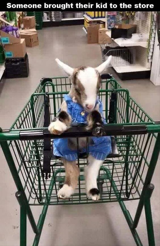 goat kid in shopping cart