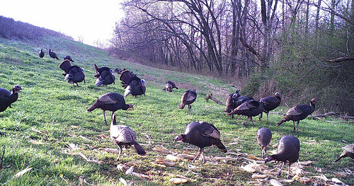 Turkeys roaming free within the protective fences on Chuck Borum’s farm.
