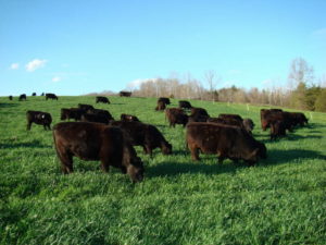 Cattle grazing triticale