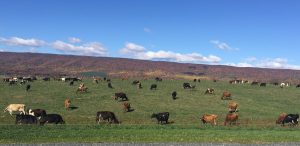 Cattle graze at Emerald Valley Farm, a 200 head dairy operation in Newville, owned and operated by Clifford and Maggie Hawbaker.