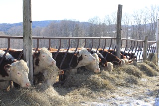 Cows grazing Hay at feeder