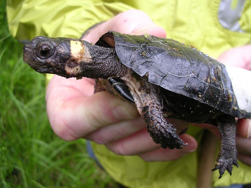 800px-Bog_turtle | On Pasture