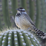 800px-Cactus_Wren_on_a_saguaro_cactus